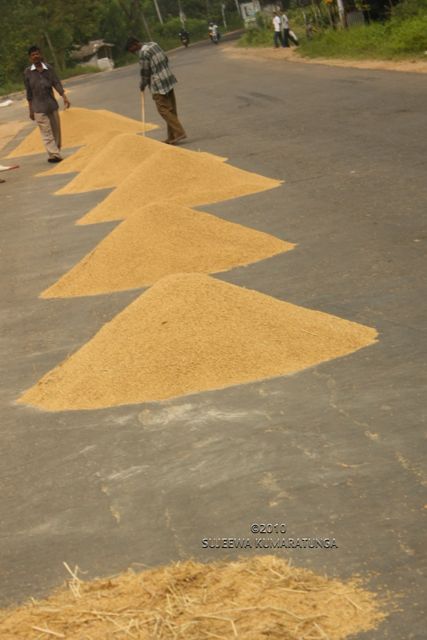 Rice for Sale, Sri Lanka