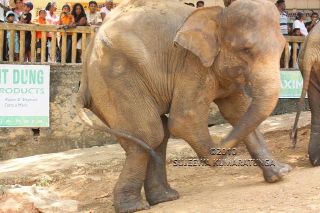 Elephant Orphanage, Pinnawela, Sri Lanka