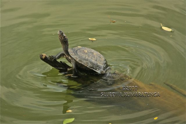 Tortoise in Kandy Lake, Sri Lanka