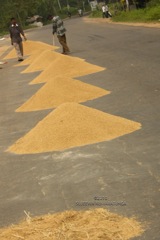 Rice for Sale, Sri Lanka