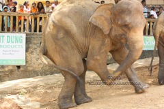 Elephant Orphanage, Pinnawela, Sri Lanka