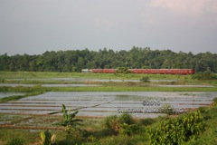 Paddy Fields, Sri Lanka